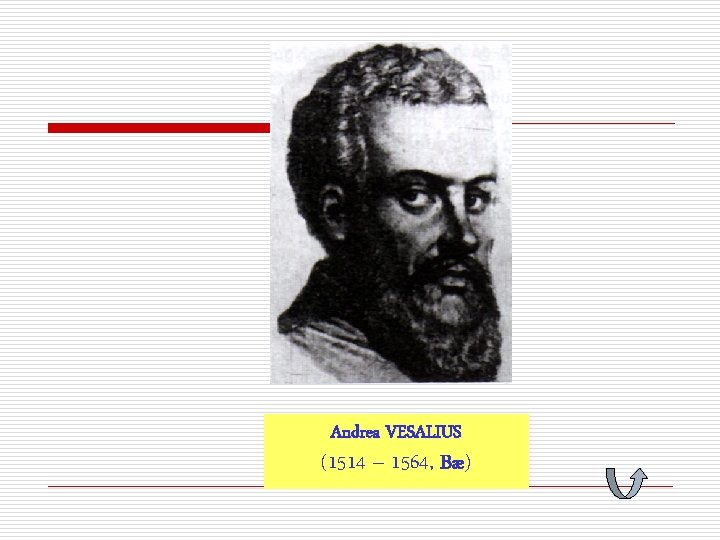 Andrea VESALIUS (1514 – 1564, Bæ) 