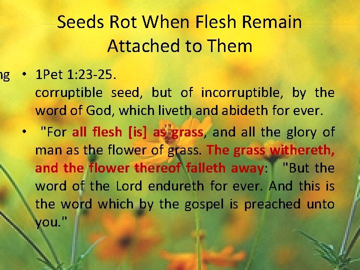 Seeds Rot When Flesh Remain Attached to Them ng • 1 Pet 1: 23