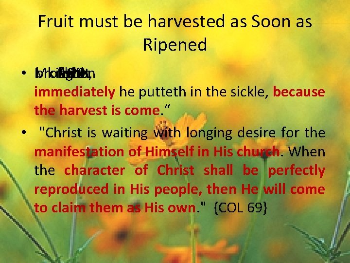 Fruit must be harvested as Soon as Ripened • Mk brought is forth, fruit