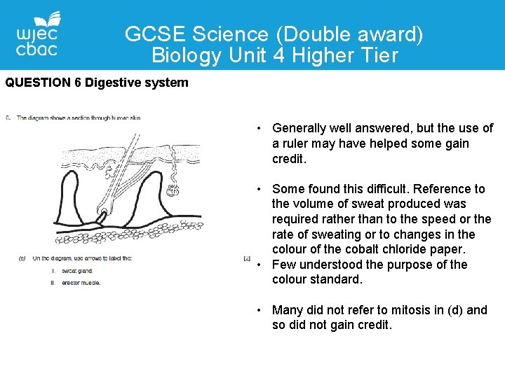 GCSE Science (Double award) Biology Unit 4 Higher Tier QUESTION 6 Digestive system •