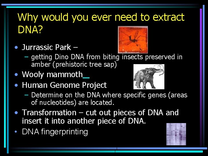 Why would you ever need to extract DNA? • Jurrassic Park – – getting