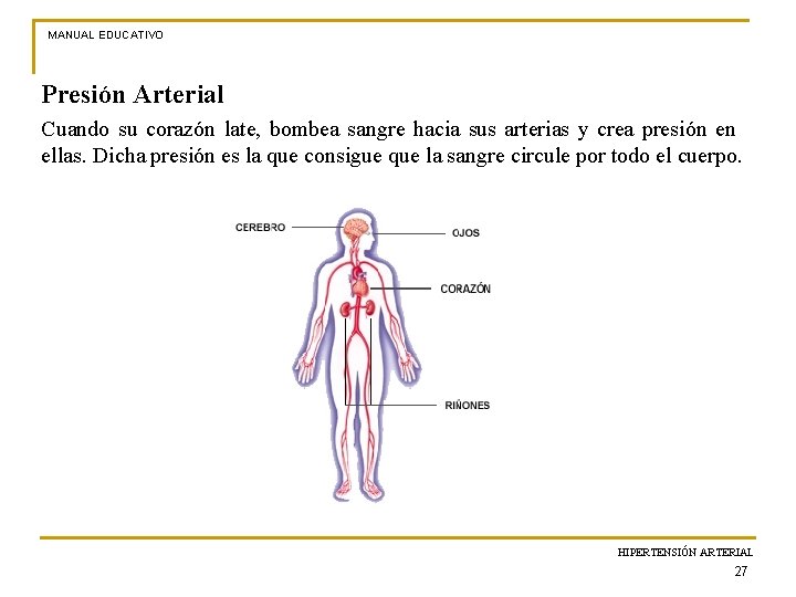 MANUAL EDUCATIVO Presión Arterial Cuando su corazón late, bombea sangre hacia sus arterias y