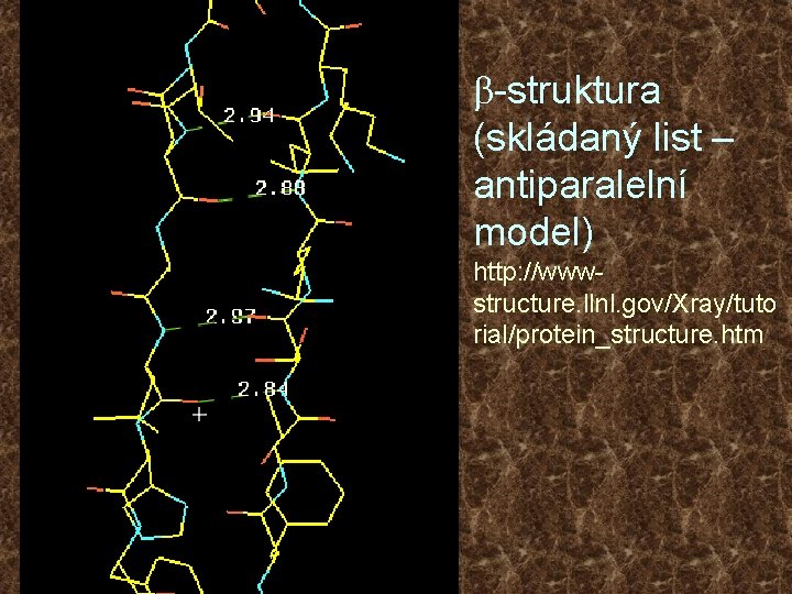 b-struktura (skládaný list – antiparalelní model) http: //wwwstructure. llnl. gov/Xray/tuto rial/protein_structure. htm 