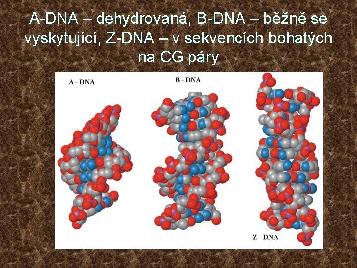 A-DNA – dehydrovaná, B-DNA – běžně se vyskytující, Z-DNA – v sekvencích bohatých na