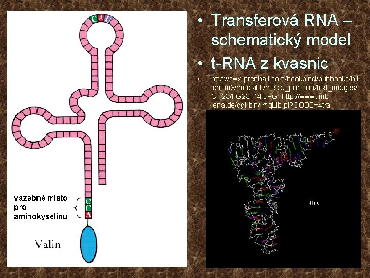  • Transferová RNA – schematický model • t-RNA z kvasnic • http: //cwx.