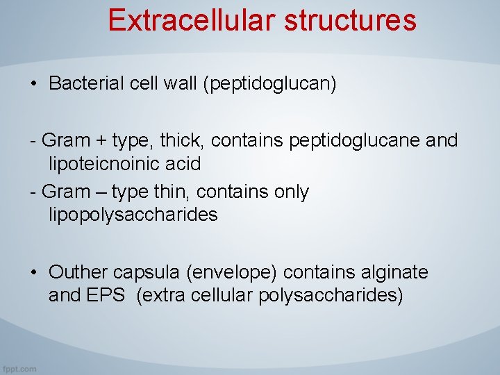 Extracellular structures • Bacterial cell wall (peptidoglucan) - Gram + type, thick, contains peptidoglucane