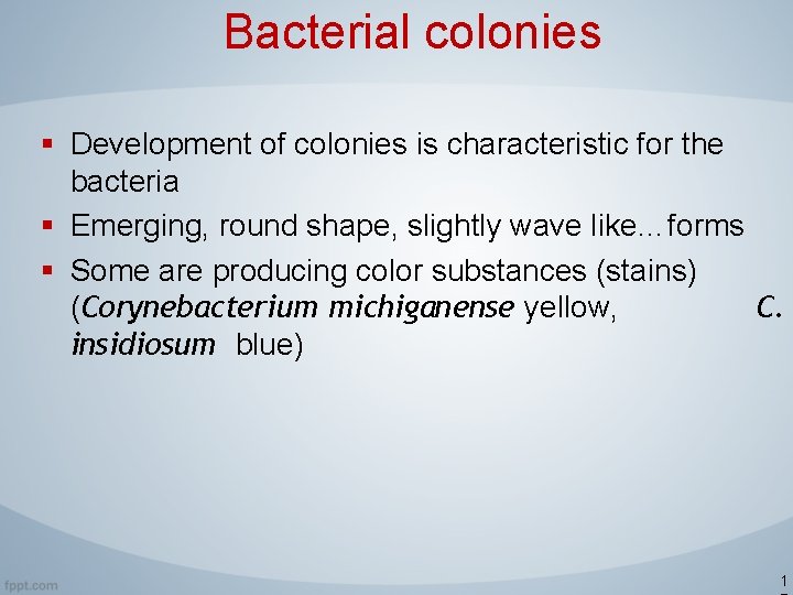 Bacterial colonies § Development of colonies is characteristic for the bacteria § Emerging, round