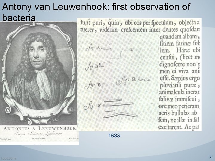 Antony van Leuwenhook: first observation of bacteria 1683 2 