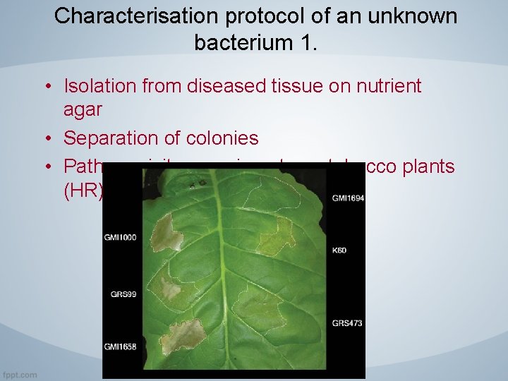 Characterisation protocol of an unknown bacterium 1. • Isolation from diseased tissue on nutrient