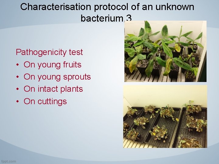 Characterisation protocol of an unknown bacterium 3. Pathogenicity test • On young fruits •