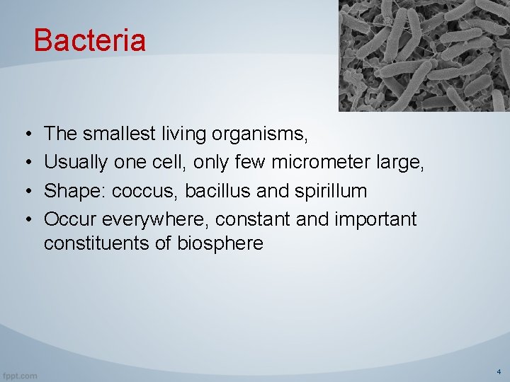 Bacteria • • The smallest living organisms, Usually one cell, only few micrometer large,