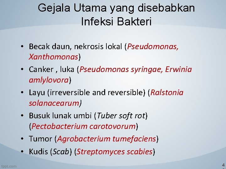 Gejala Utama yang disebabkan Infeksi Bakteri • Becak daun, nekrosis lokal (Pseudomonas, Xanthomonas) •