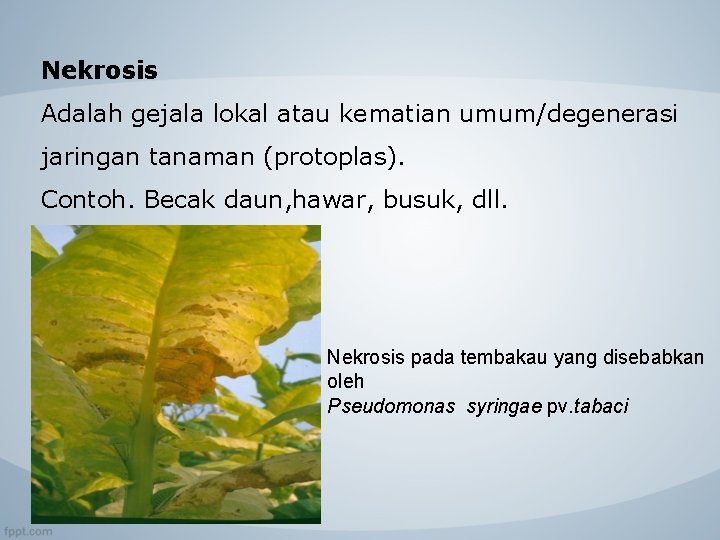 Nekrosis Adalah gejala lokal atau kematian umum/degenerasi jaringan tanaman (protoplas). Contoh. Becak daun, hawar,