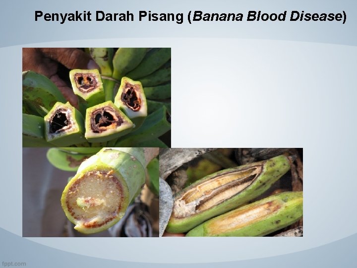 Penyakit Darah Pisang (Banana Blood Disease) 