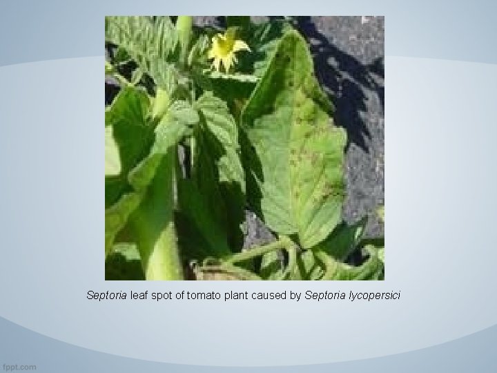 Septoria leaf spot of tomato plant caused by Septoria lycopersici 