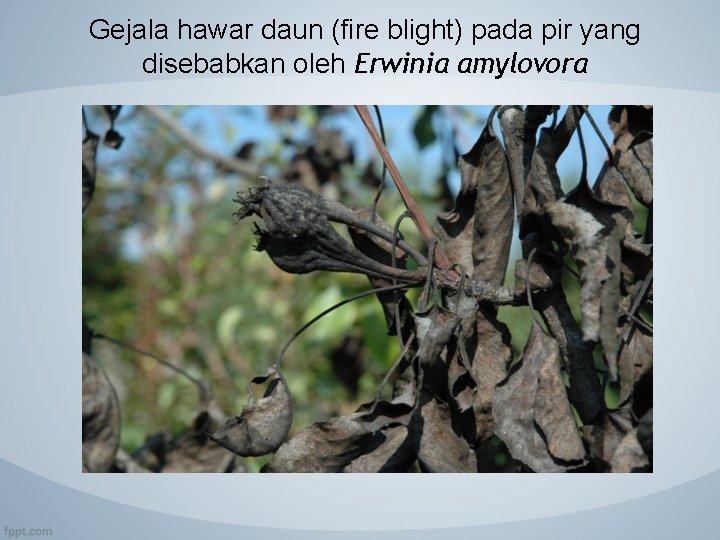 Gejala hawar daun (fire blight) pada pir yang disebabkan oleh Erwinia amylovora 