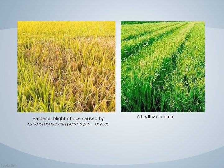 Bacterial blight of rice caused by Xanthomonas campestris p. v. oryzae A healthy rice