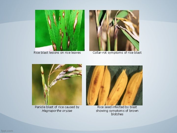 Rice blast lesions on rice leaves Collar-rot symptoms of rice blast Panicle blast of