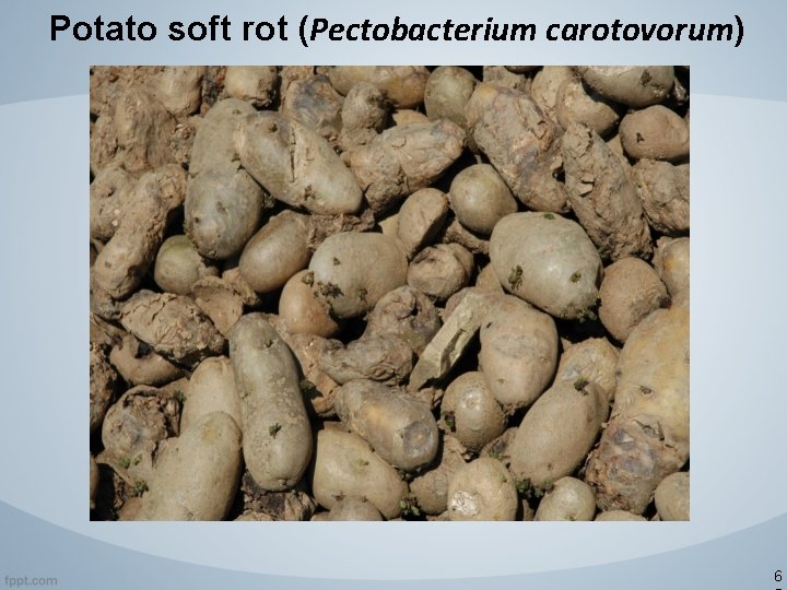 Potato soft rot (Pectobacterium carotovorum) 6 
