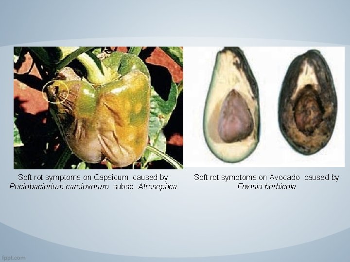 Soft rot symptoms on Capsicum caused by Pectobacterium carotovorum subsp. Atroseptica Soft rot symptoms