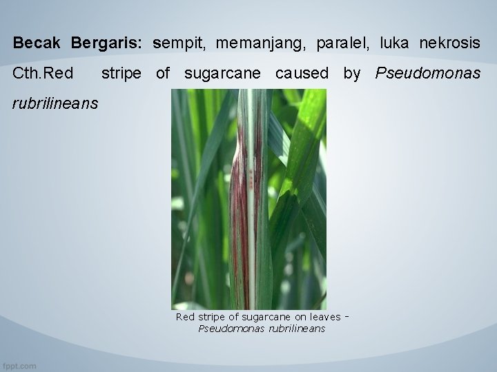 Becak Bergaris: sempit, memanjang, paralel, luka nekrosis Cth. Red stripe of sugarcane caused by