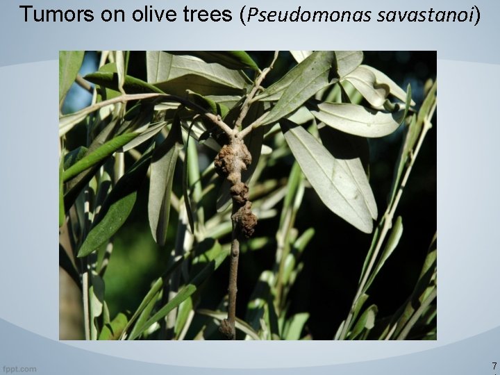Tumors on olive trees (Pseudomonas savastanoi) 7 