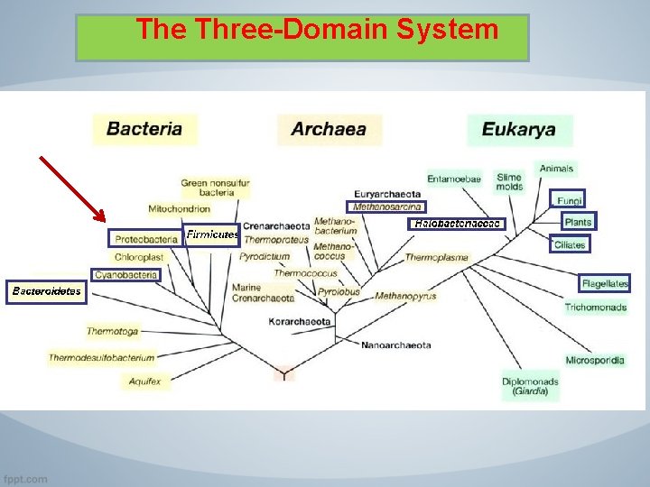 The Three-Domain System 