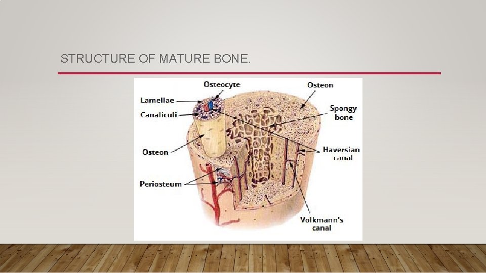 STRUCTURE OF MATURE BONE. 