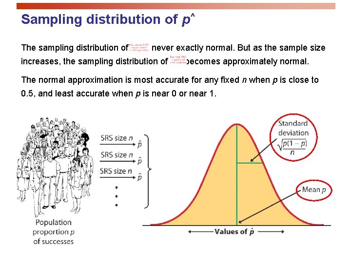 Sampling distribution of p^ The sampling distribution of is never exactly normal. But as