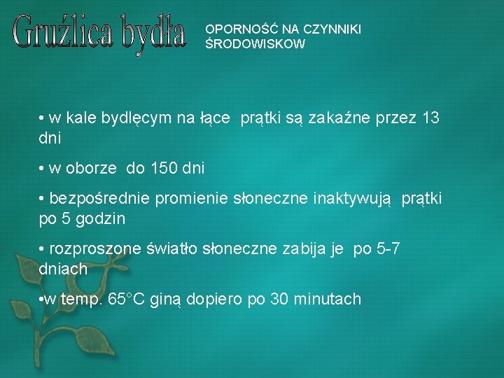 OPORNOŚĆ NA CZYNNIKI ŚRODOWISKOW • w kale bydlęcym na łące prątki są zakaźne przez