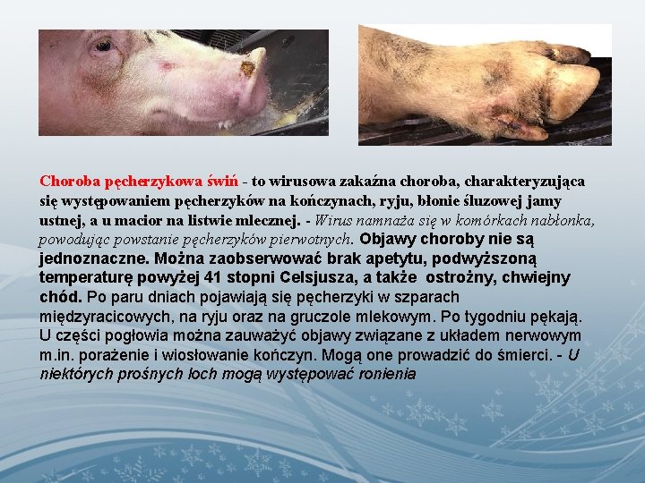 Choroba pęcherzykowa świń - to wirusowa zakaźna choroba, charakteryzująca się występowaniem pęcherzyków na kończynach,