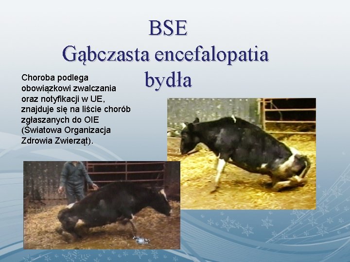 BSE Gąbczasta encefalopatia Choroba podlega bydła obowiązkowi zwalczania oraz notyfikacji w UE, znajduje się