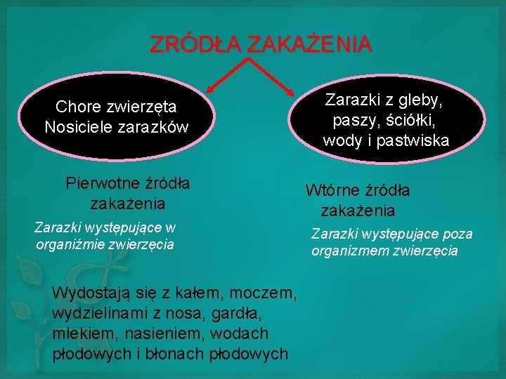 ZRÓDŁA ZAKAŻENIA Chore zwierzęta Nosiciele zarazków Pierwotne źródła zakażenia Zarazki występujące w organiźmie zwierzęcia