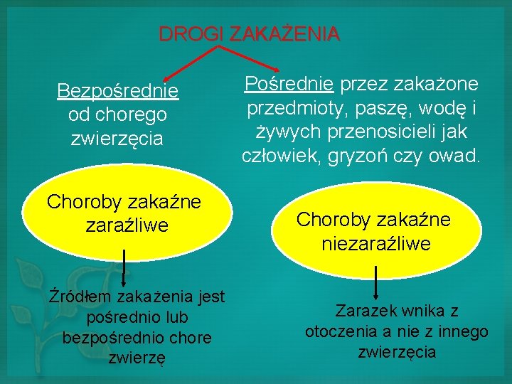 DROGI ZAKAŻENIA Bezpośrednie od chorego zwierzęcia Choroby zakaźne zaraźliwe Źródłem zakażenia jest pośrednio lub