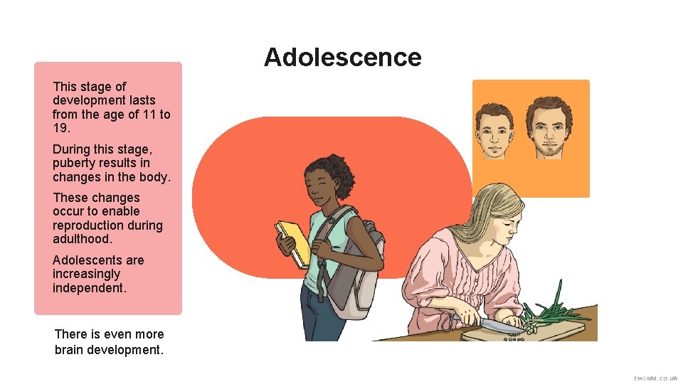 Adolescence This stage of development lasts from the age of 11 to 19. During