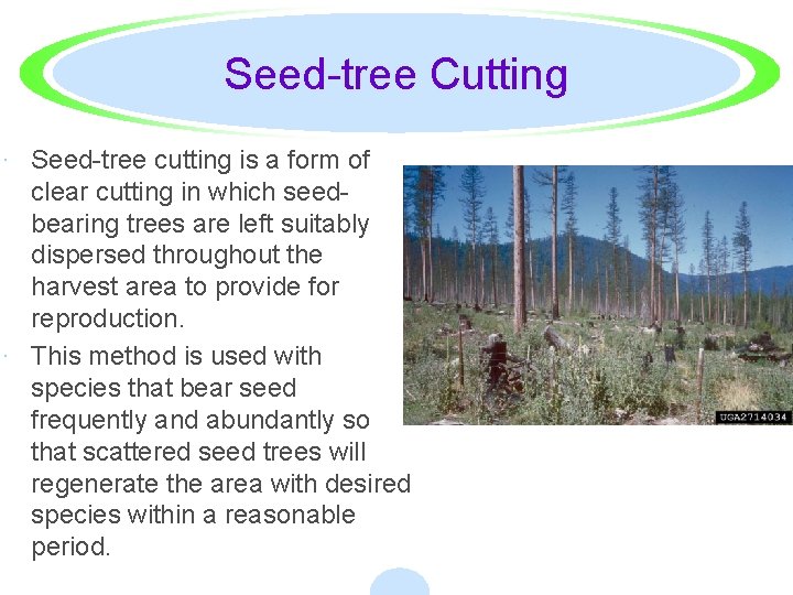 Seed-tree Cutting · Seed-tree cutting is a form of clear cutting in which seedbearing