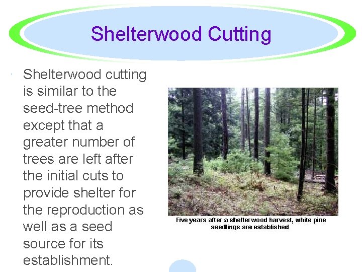 Shelterwood Cutting · Shelterwood cutting is similar to the seed-tree method except that a