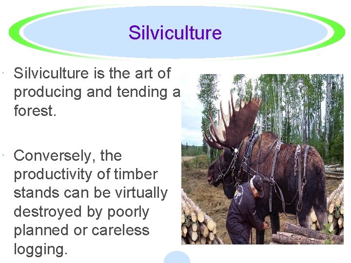 Silviculture · Silviculture is the art of producing and tending a forest. · Conversely,
