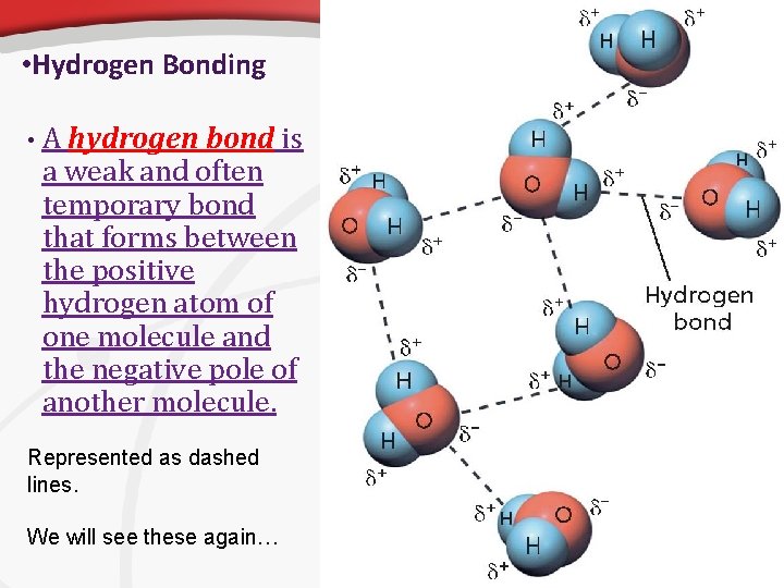  • Hydrogen Bonding • A hydrogen bond is a weak and often temporary