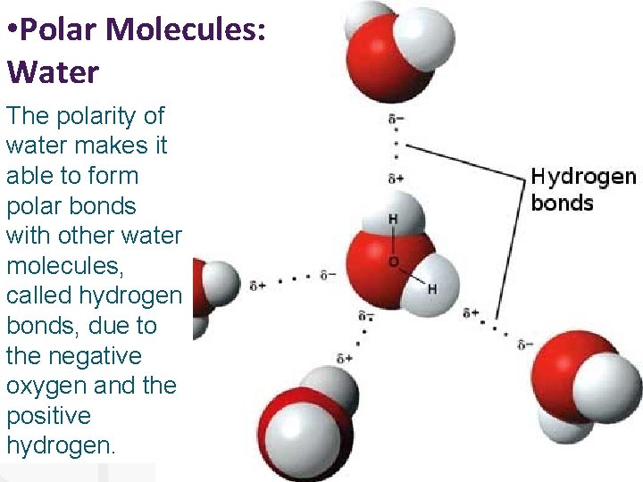  • Polar Molecules: Water The polarity of water makes it able to form