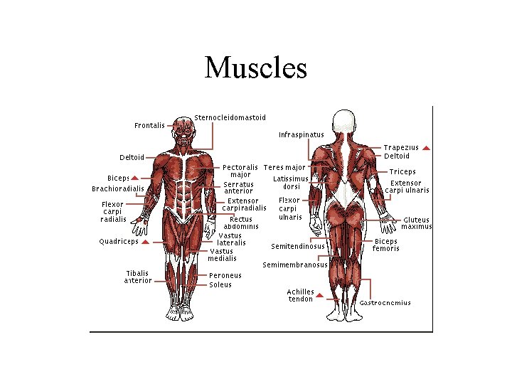 Muscles 
