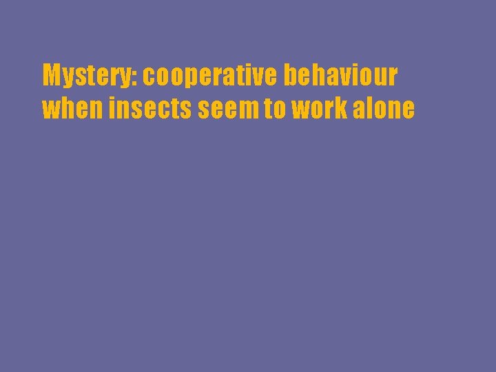 Mystery: cooperative behaviour when insects seem to work alone 