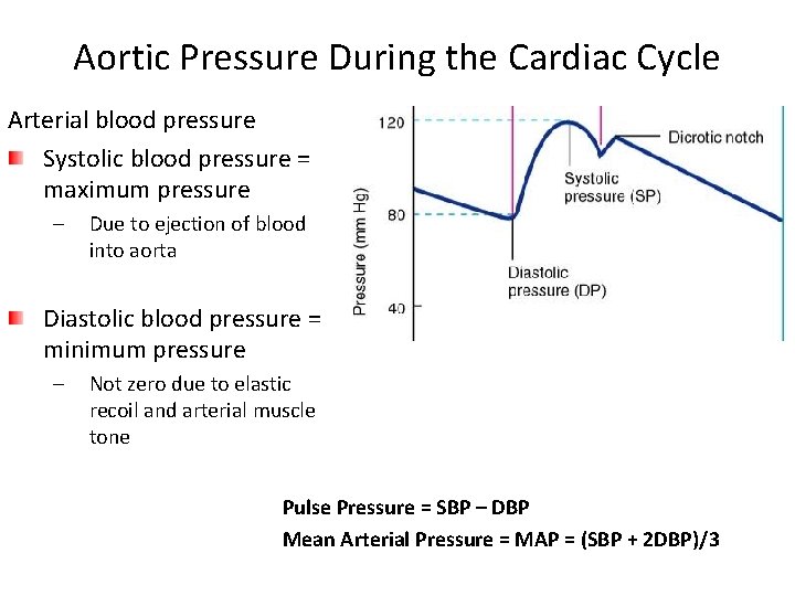 Aortic Pressure During the Cardiac Cycle Arterial blood pressure Systolic blood pressure = maximum