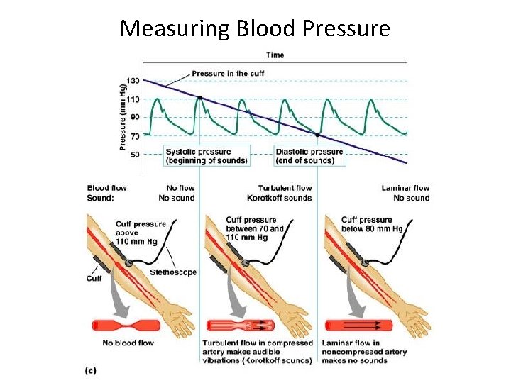 Measuring Blood Pressure 