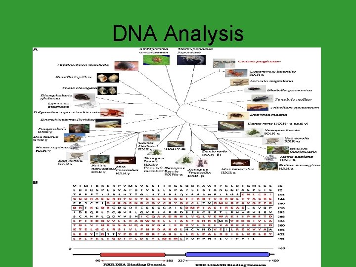 DNA Analysis 