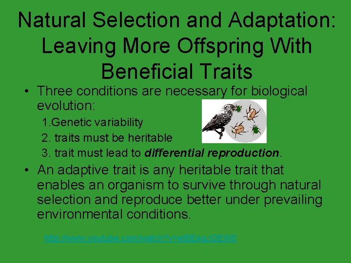 Natural Selection and Adaptation: Leaving More Offspring With Beneficial Traits • Three conditions are