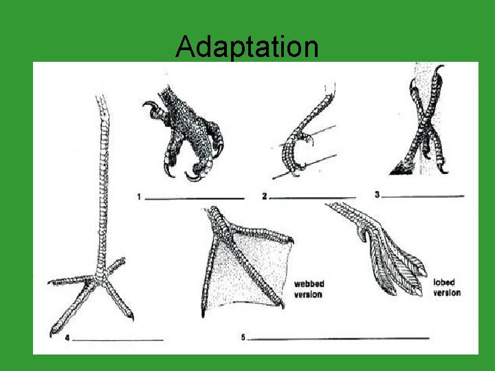 Adaptation 