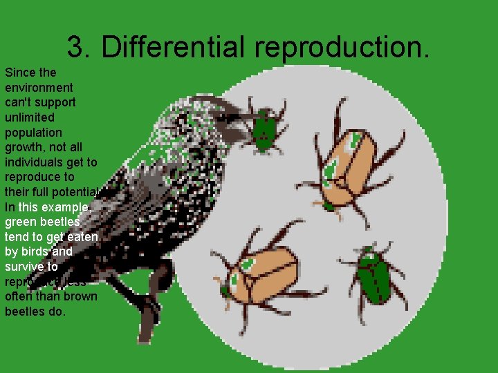 3. Differential reproduction. Since the environment can't support unlimited population growth, not all individuals