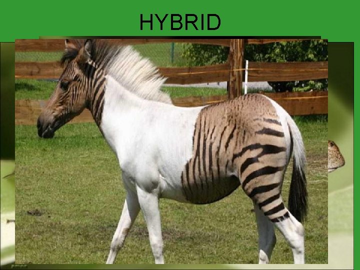 HYBRID 