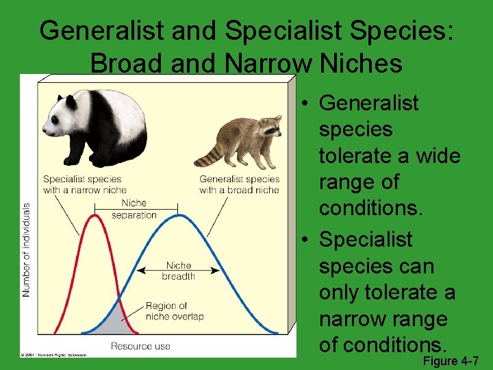 Generalist and Specialist Species: Broad and Narrow Niches • Generalist species tolerate a wide
